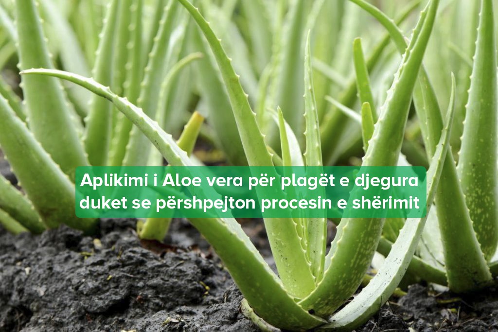 Aloe Vera